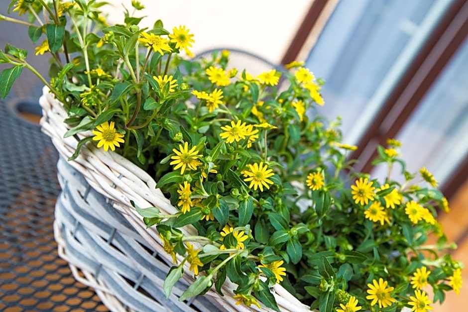 Savona Świnoujście