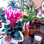 "LA MAISON DEL CORSO" Hospitality