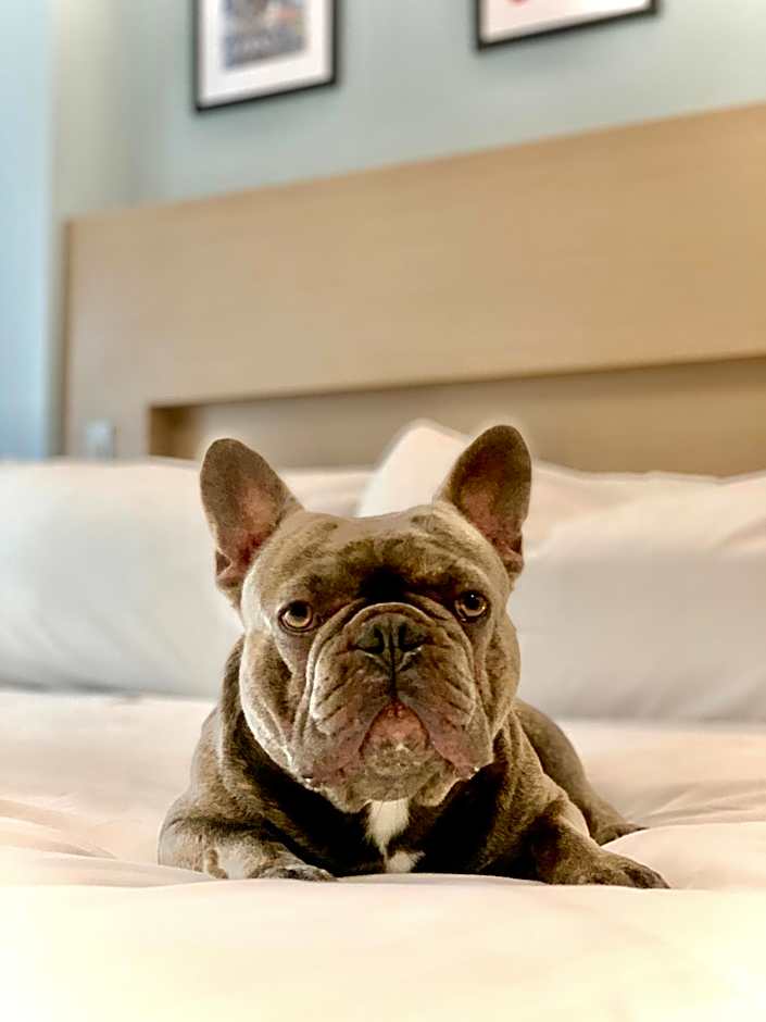 Wingate by Wyndham Bronx/Haven Park