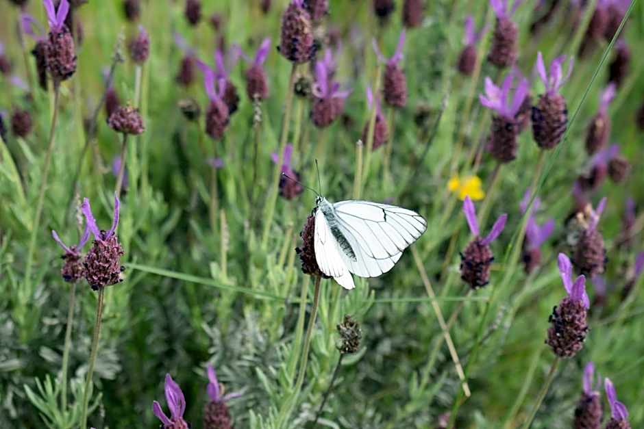 Hotel Rural San Giles