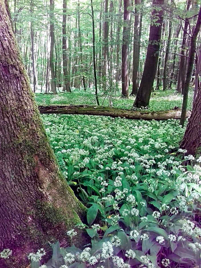 Hotel Bad Langensalza Eichenhof