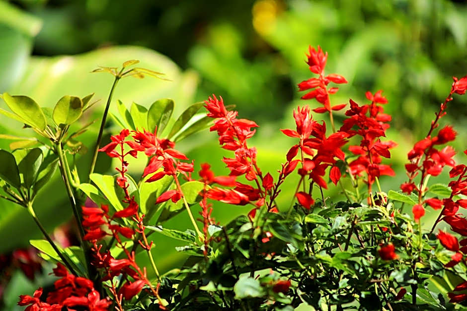 Trapp Family Lodge Monteverde