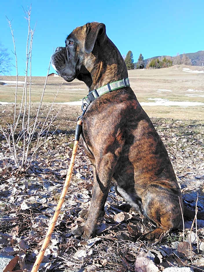 Hotel B&B Francolini