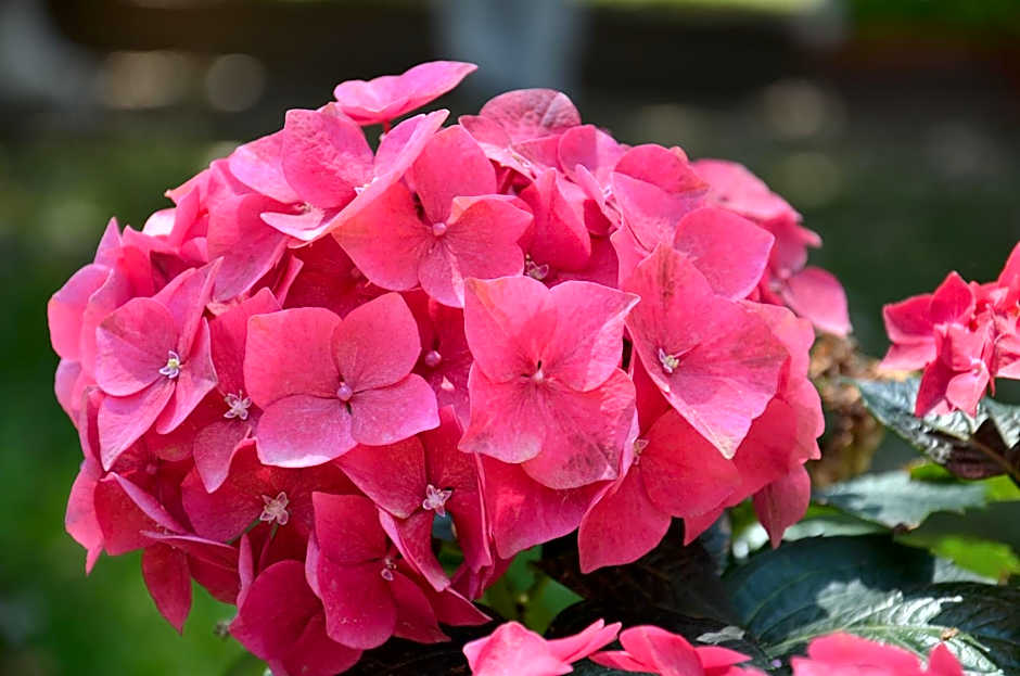 Villa Terme Di Caldana B&B