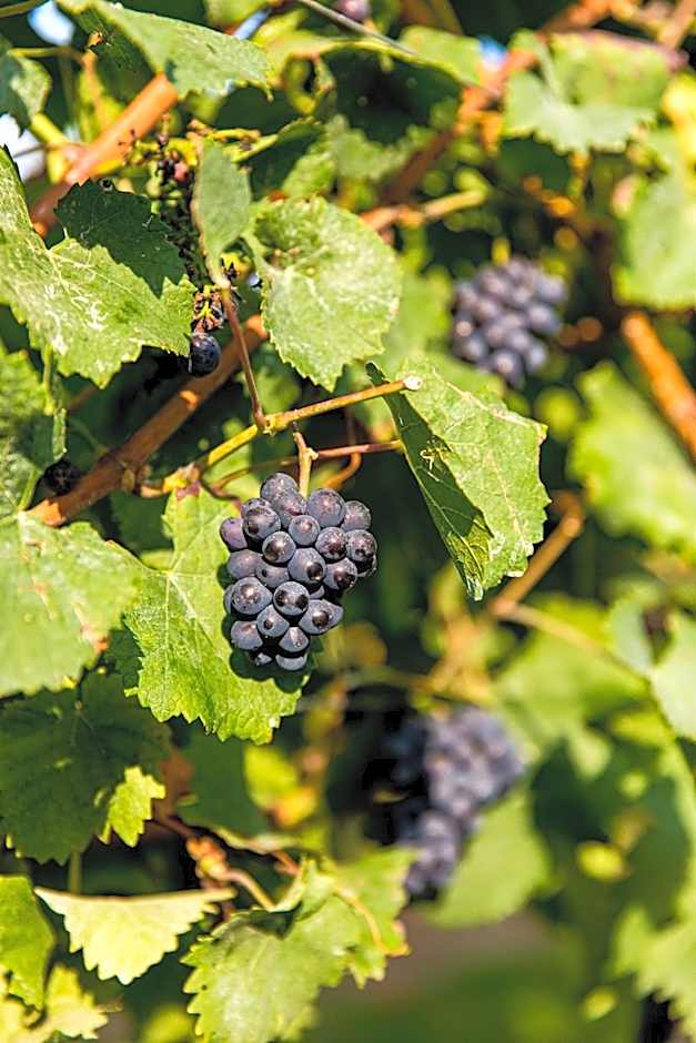 Landgoed Kasteel de Hoogenweerth