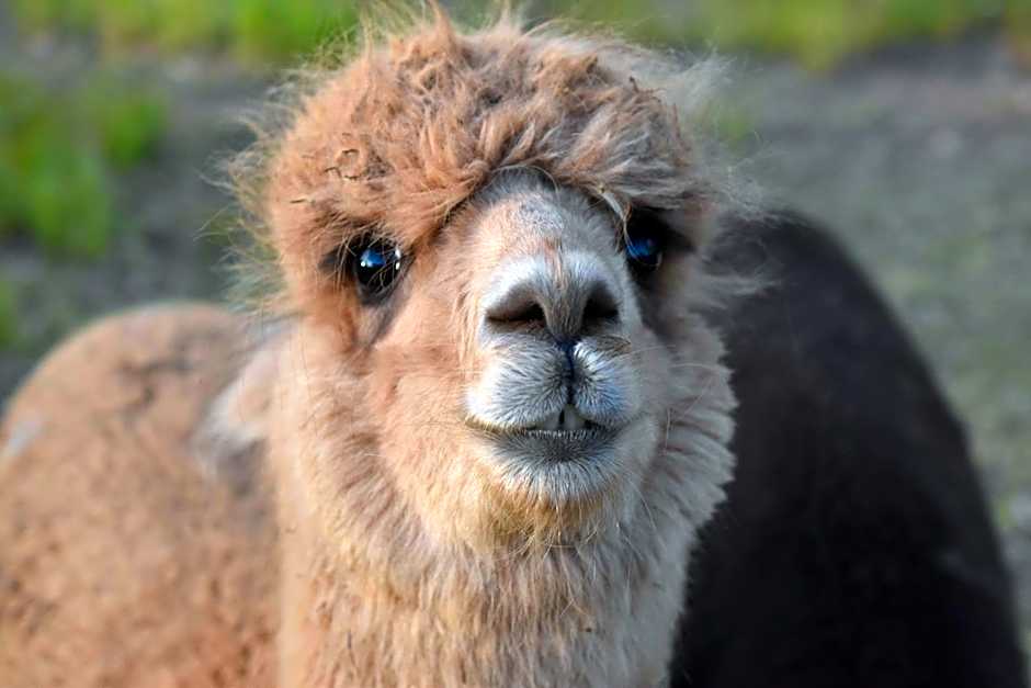 Gold Coast Tree Houses