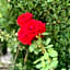 Residence Melody
