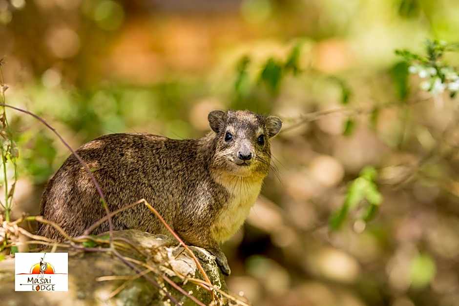 Masai Lodge