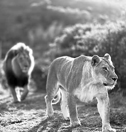 Garden Route Safari Camp