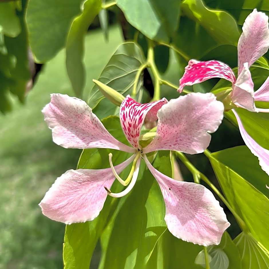 Domaine de l'Anse Ramier