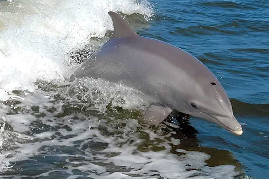 Casa Praia e Piscina