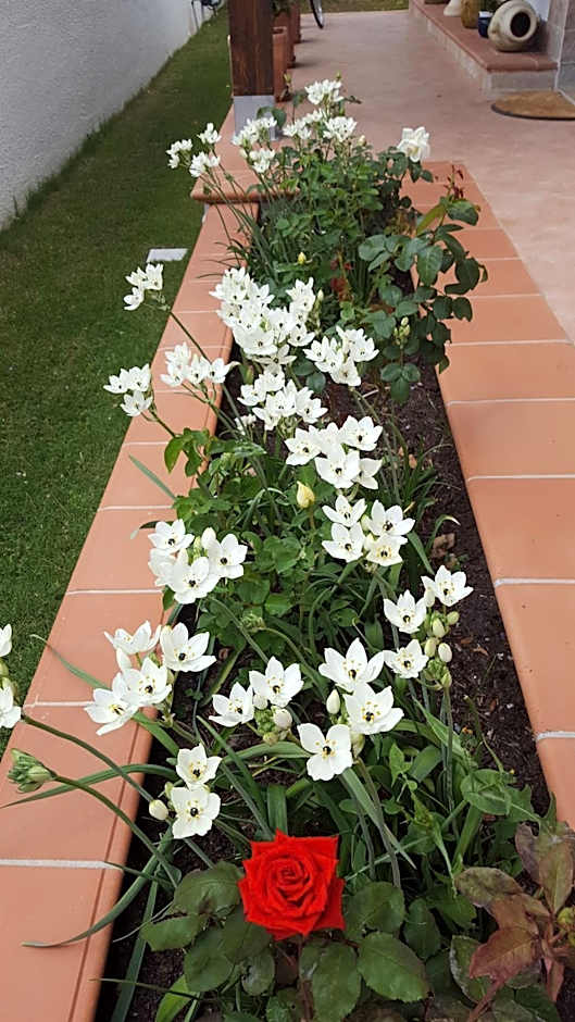 Sole D'oro IUN S4354