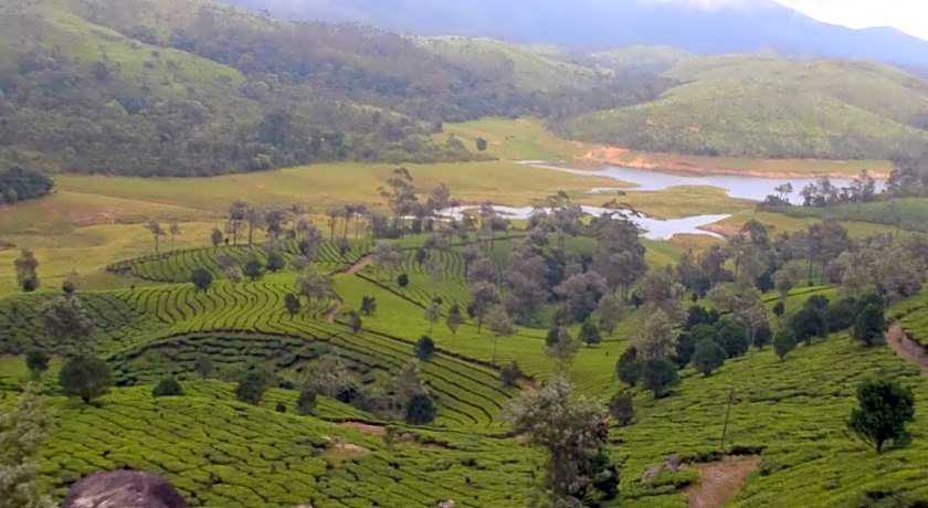 Neelakurunji Plantation Munnar