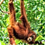 Asim Paris Guesthouse & jungle trekking