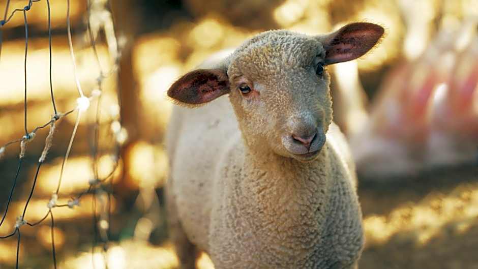 Hotel Rural Quinta do Marco - Nature & Dining