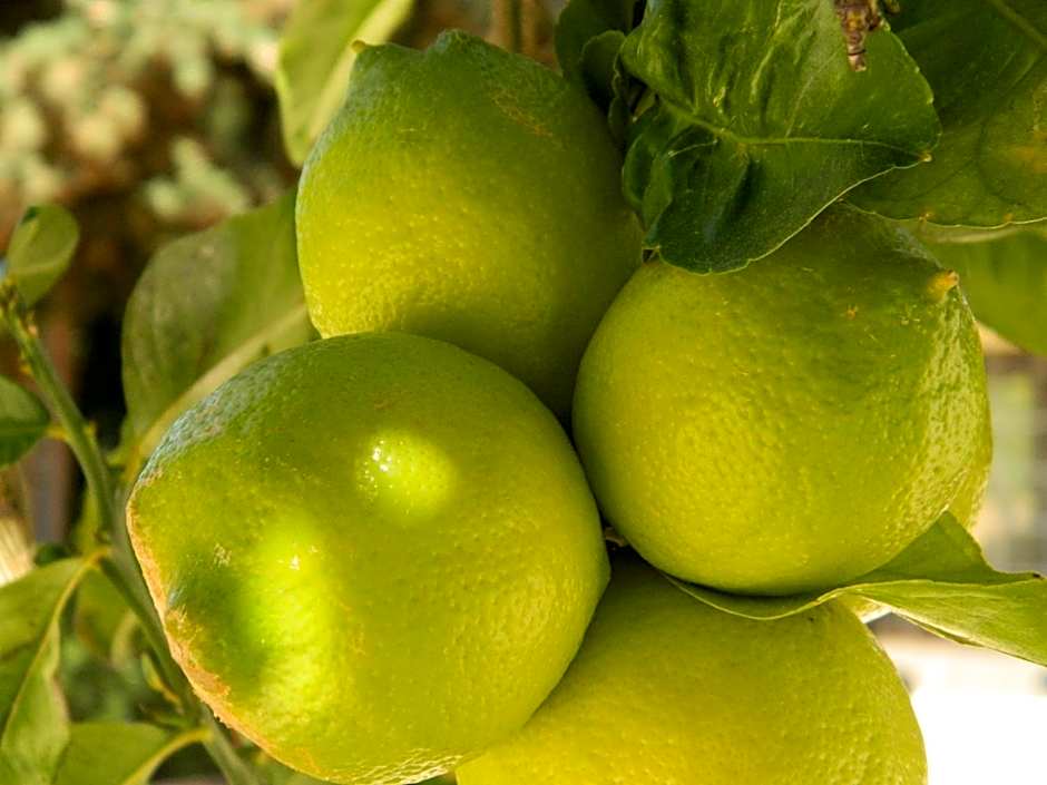 Hotel Ristorante Oasi Da Paolo