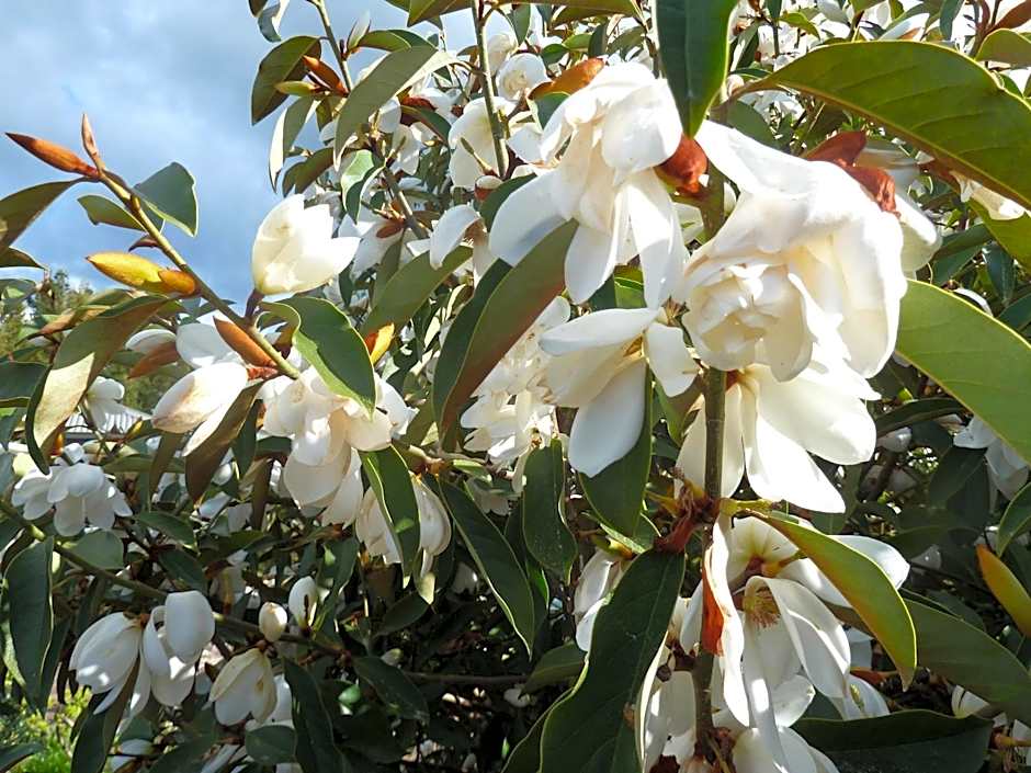 Redwood Valley B & B