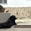 Mellow Paros
