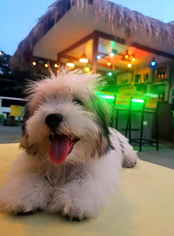 Antwet Backpacker's Inn & Rooftop Bar