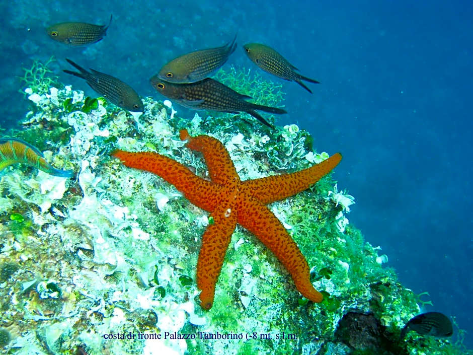 Grand Hotel Mediterraneo