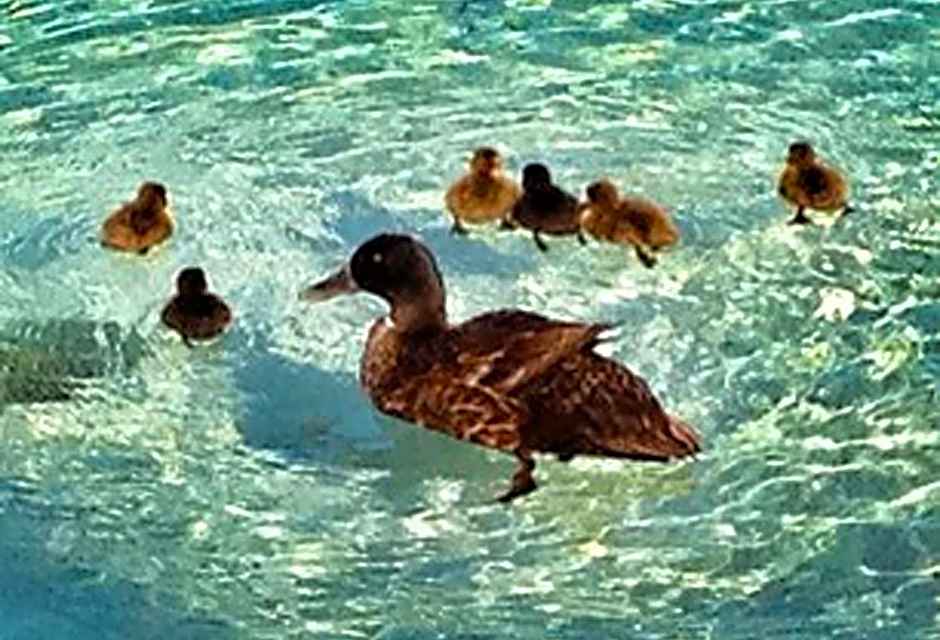 Hotel Playa Santandria Adults Only