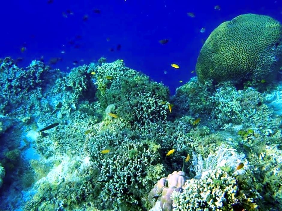Panglao Kalikasan Dive Resort
