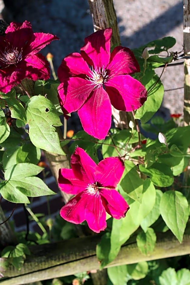 Bed and Stay Amsterdam