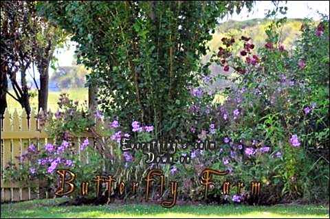 Butterfly Farm Bed and Breakfast Nirranda