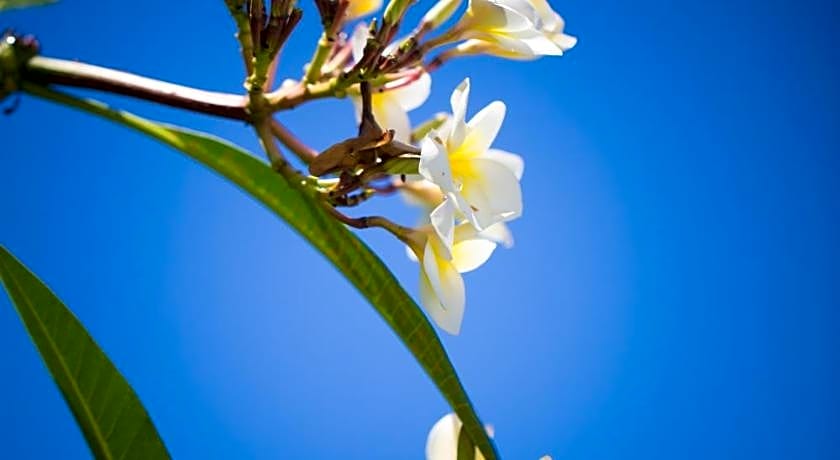 Bali Chaya Hotel Legian