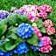 B&B Le Ortensie