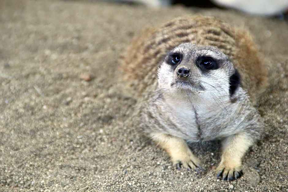 Monte Santa Catarina