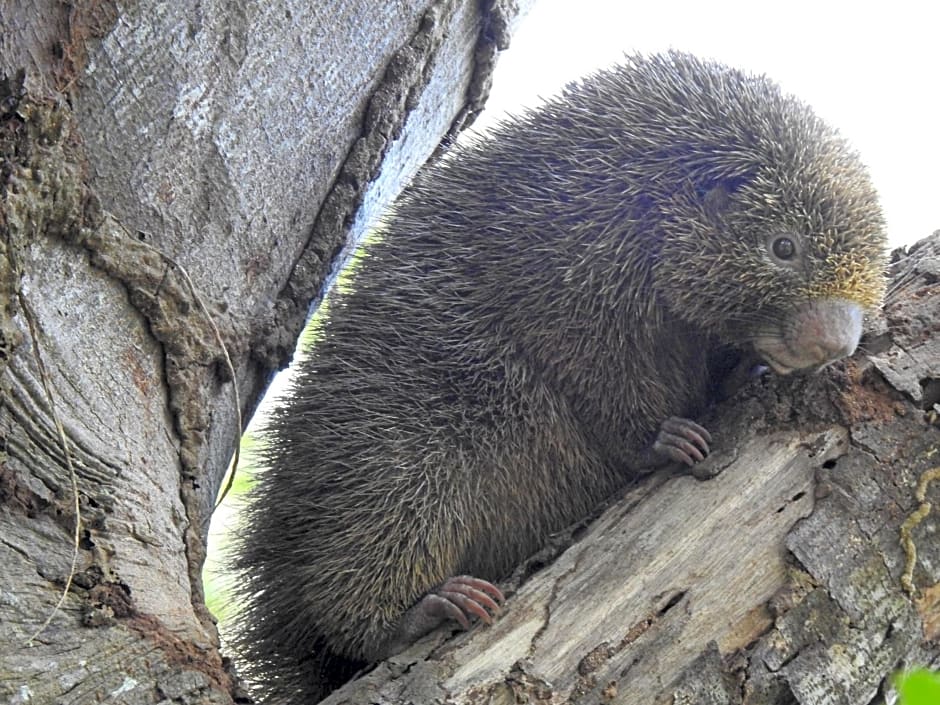 Aruá Observação de Vida Silvestre