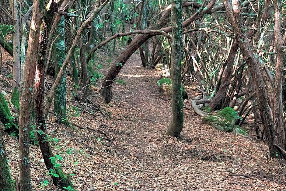 Sa Guardia de Ferricci