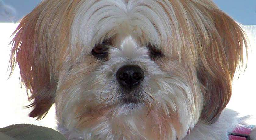 Hotel Faubourg Montreal Centre Ville Downtown