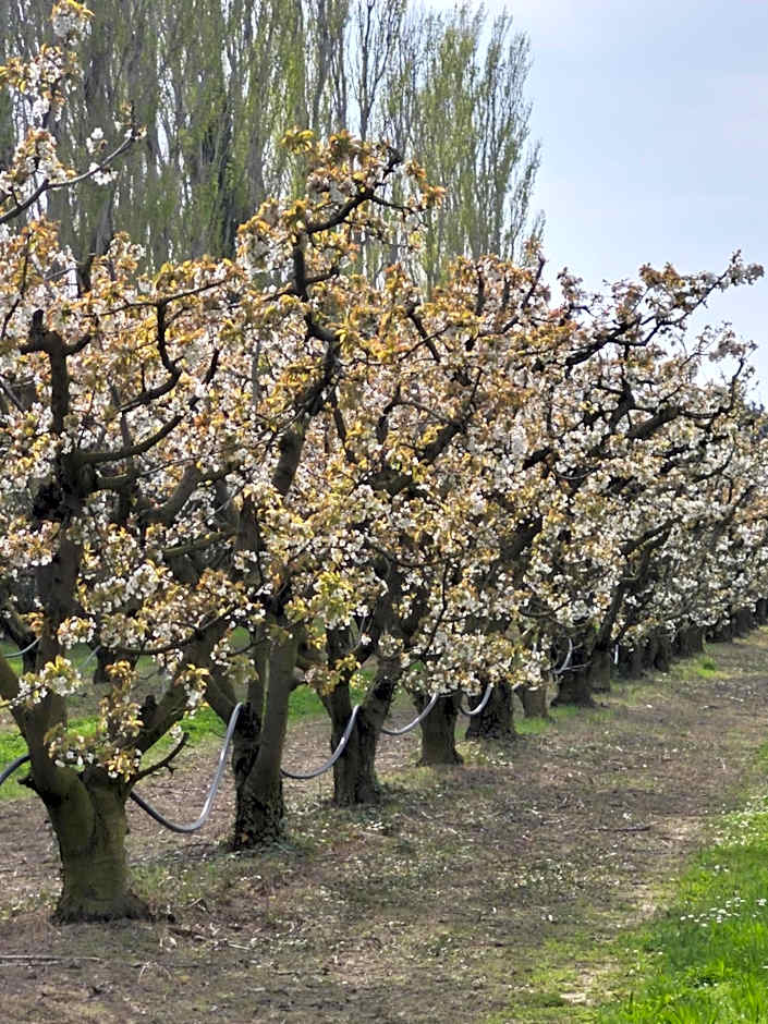 Le Mas des Cerisiers JACUZZI et SAUNA inclus pour tous les logements