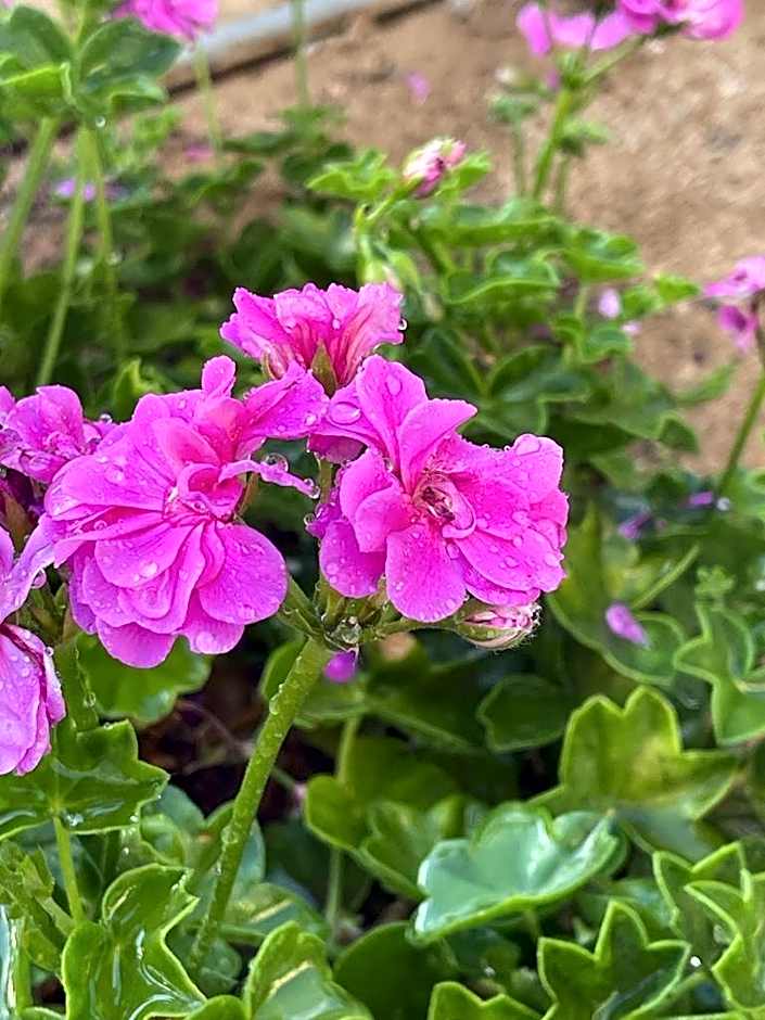 Finca el Atardecer-Luna