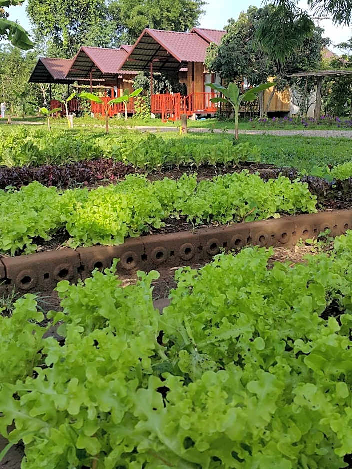 Chiang Dao Reset
