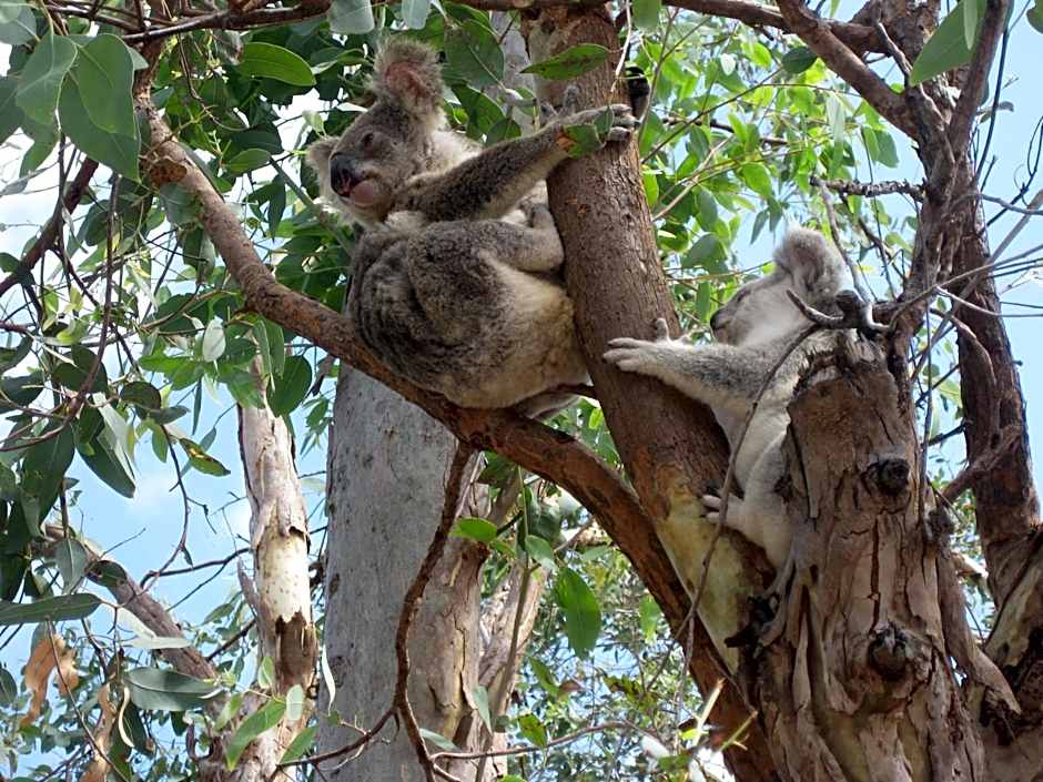 Magnetic Island Bed and Breakfast