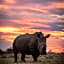 Elephants Crossing