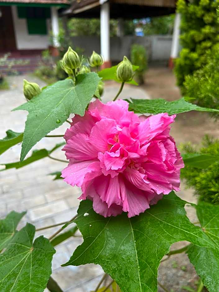 Gramam Homestay, Cochin