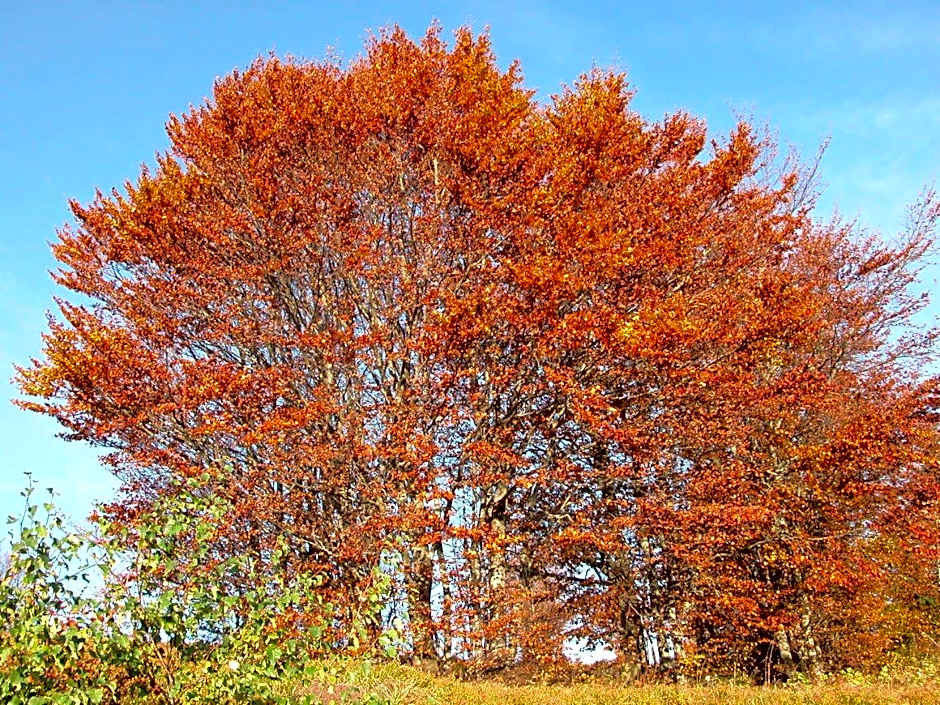 Hôtel Restaurant Wolf