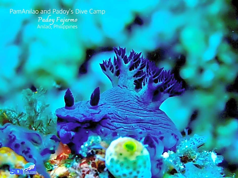 PamAnilao and Padoy's Dive Camp