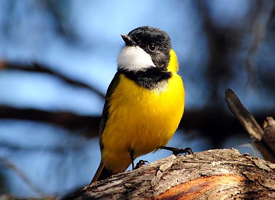 Mallacoota's Shady Gully Caravan Park