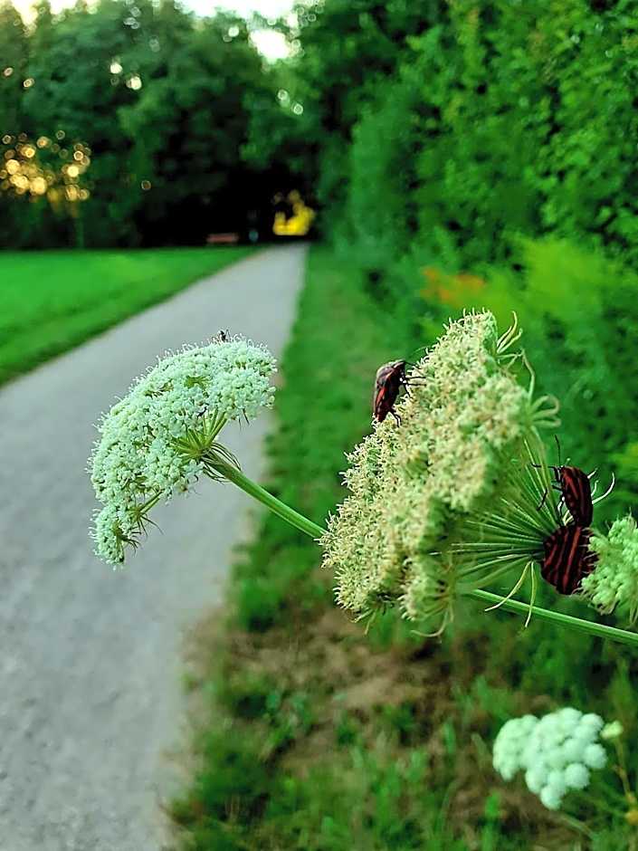 Haidinger's Boutique Domizil