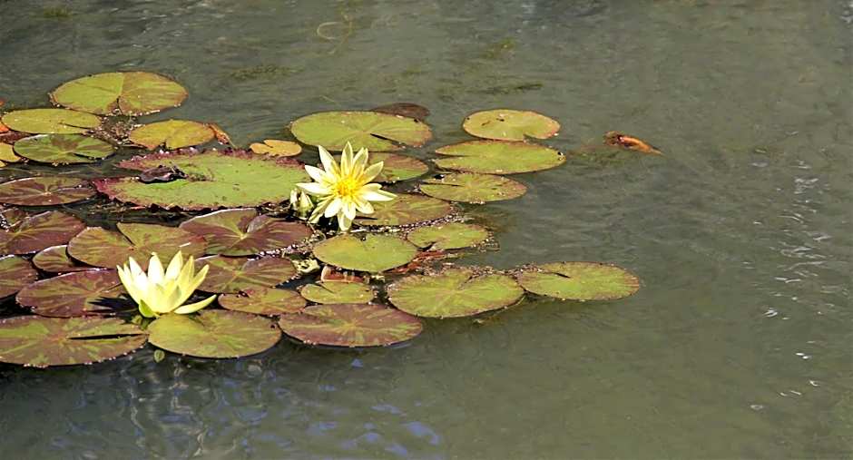 Brecon Pond Bed & Breakfast