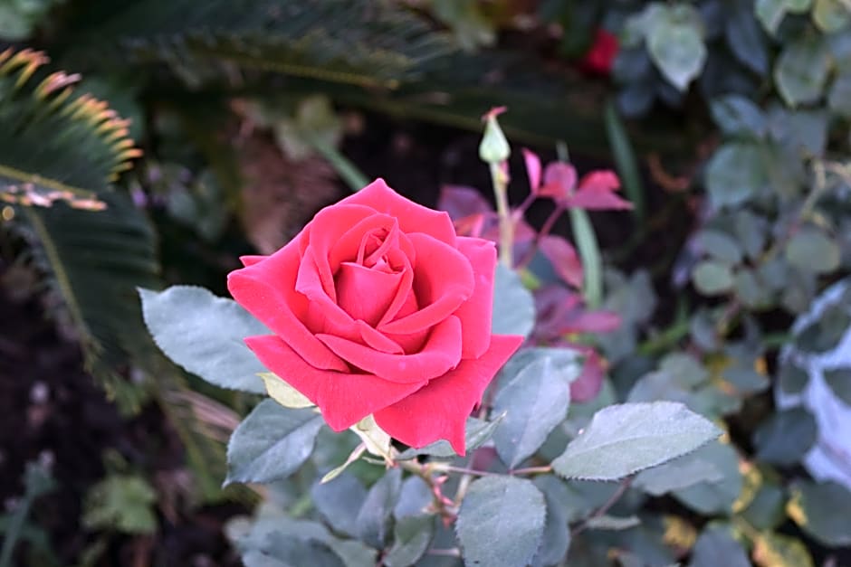 Rose Garden Inn