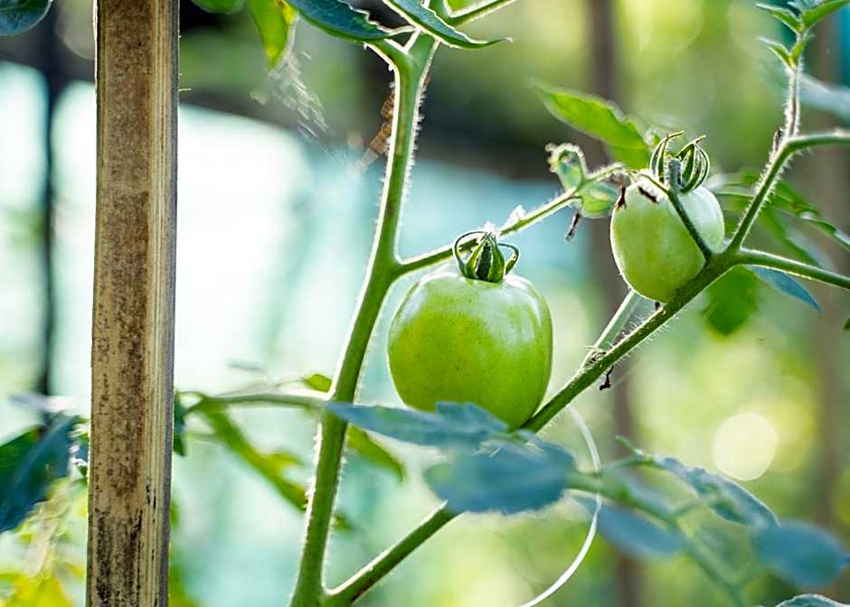 Ocean Green Eco Lodge