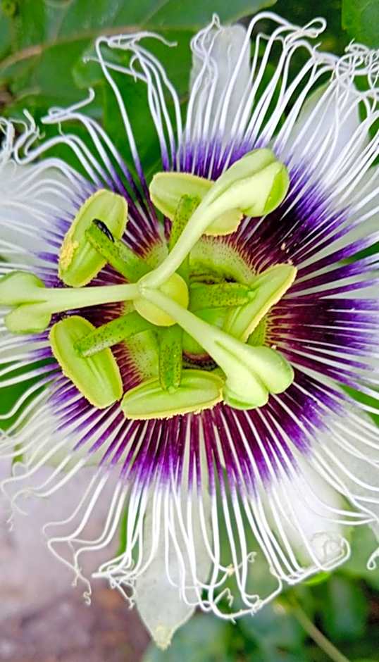 Hostel Summer Praia do Sol