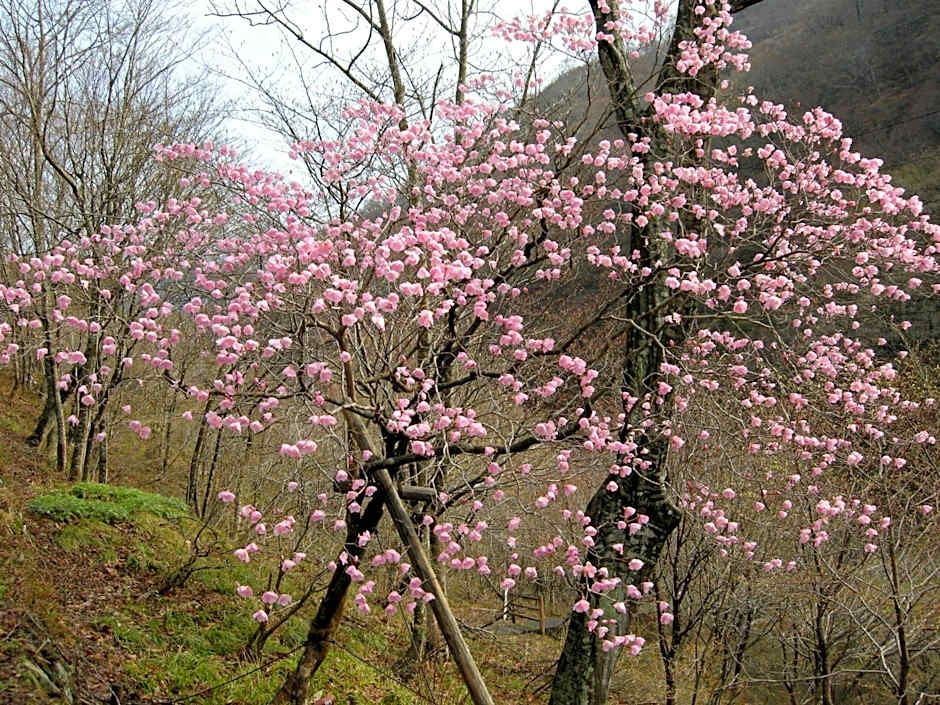 Houshi Onsen Chojukan