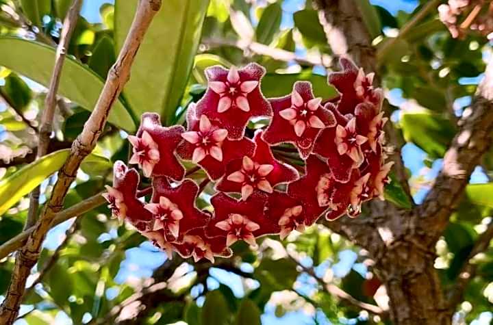 terrazze di montelusa